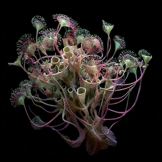 Loading Medusa swimming in water on Anapkir