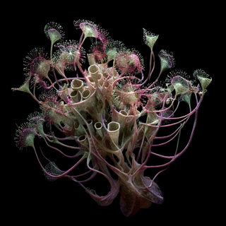 Medusa swimming in water on Anapkir